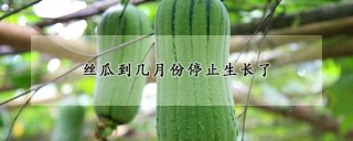 丝瓜到几月份停止生长了,第1图