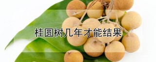 桂圆树几年才能结果,第1图