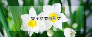 完全花有哪些花,第1图