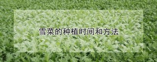 雪菜的种植时间和方法,第1图