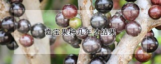 嘉宝果种几年才结果,第1图