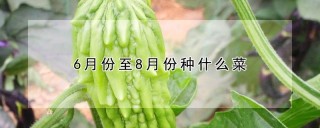 6月份至8月份种什么菜,第1图