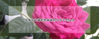 玫瑰花长满密密麻麻的小虫子怎么办,第1图