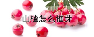 山楂怎么催芽,第1图