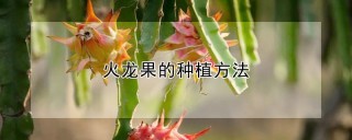 火龙果的种植方法,第1图