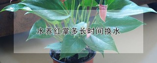 水养红掌多长时间换水,第1图