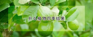 什么植物四季结果,第1图