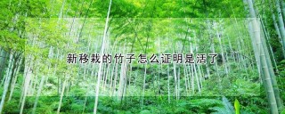新移栽的竹子怎么证明是活了,第1图