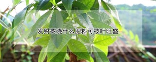 发财树浇什么肥料可枝叶旺盛,第1图