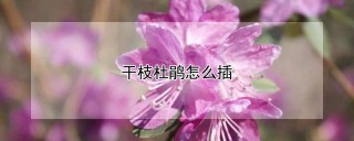 干枝杜鹃怎么插,第1图