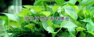 阴性植物盆栽有哪些,第1图