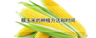 糯玉米的种植方法和时间,第1图
