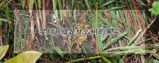 星月菩提是什么树的果实,第1图