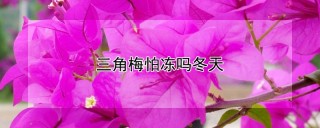 三角梅怕冻吗冬天,第1图