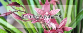 墨兰冬季怎么养才能开花,第1图