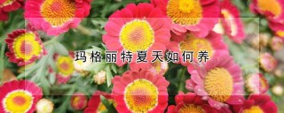 玛格丽特夏天如何养,第1图