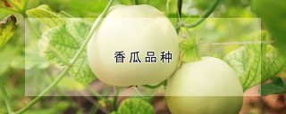 香瓜品种,第1图