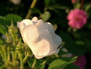 野蔷薇花语是什么，野蔷薇花语代表着浪漫的爱情,第7图