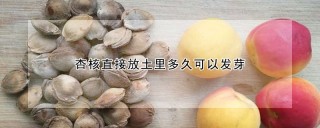 杏核直接放土里多久可以发芽,第1图