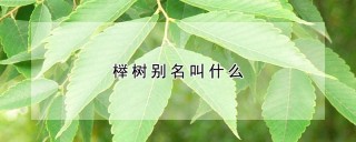 榉树别名叫什么,第1图