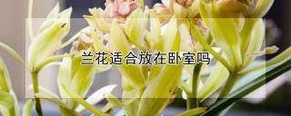 兰花适合放在卧室吗,第1图