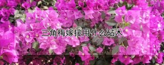 三角梅嫁接用什么砧木,第1图