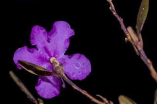 怎样泡干枝杜鹃才能开花,第2图