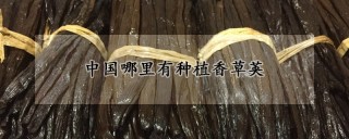 中国哪里有种植香草荚,第1图