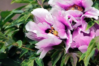 芍药花盆栽冬天能开花吗,第2图