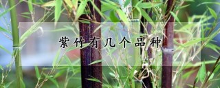 紫竹有几个品种,第1图