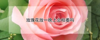 玫瑰花放一晚上会枯萎吗,第1图