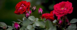 红花木香和蔷薇的区别,第1图