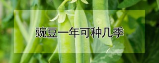 豌豆一年可种几季,第1图