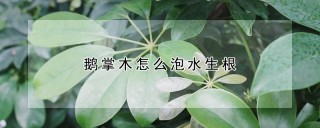 鹅掌木怎么泡水生根,第1图