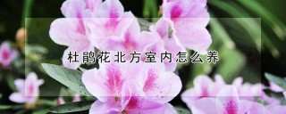 杜鹃花北方室内怎么养,第1图