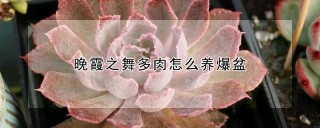 晚霞之舞多肉怎么养爆盆,第1图