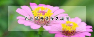 百日草开花多久凋谢,第1图