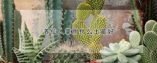 养仙人掌用什么土最好,第1图