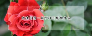 玫瑰花苞一直不打开是为什么,第1图