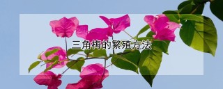 三角梅的繁殖方法,第1图