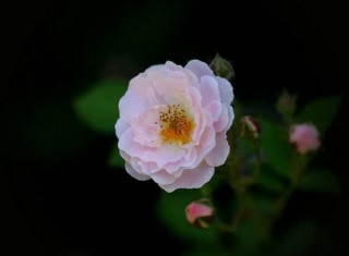 蔷薇花适合东北种植吗，适宜/但是要注意栽种的方法,第1图