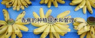 香蕉的种植技术和管理,第1图