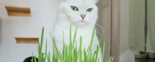 猫草是薄荷吗,第1图