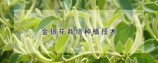 金银花栽培种植技术,第1图