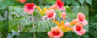 凌霄花可以盆栽吗,第1图