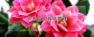 长寿花的栽培管理,第1图