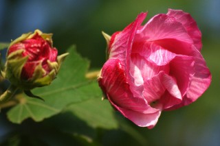 芙蓉花怎样培植幼苗,第2图