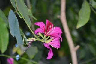 紫荆花和羊蹄甲是一种花吗,第2图