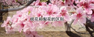 桃花和梨花的区别,第1图