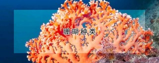 珊瑚种类,第1图